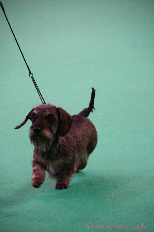 Crufts2011_2 1352.jpg